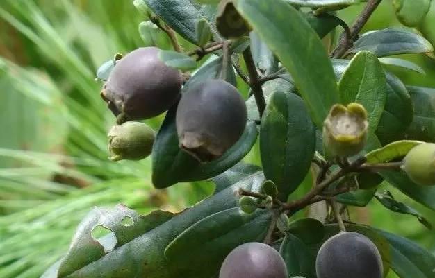 桃金娘可以人工種植嗎？桃金娘種植方法是什么？