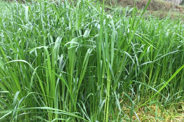 一年生黑麥草牧草種子適應(yīng)性強，易種植、產(chǎn)量高