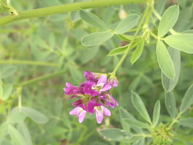 溫帶優(yōu)質牧草——紫花苜蓿