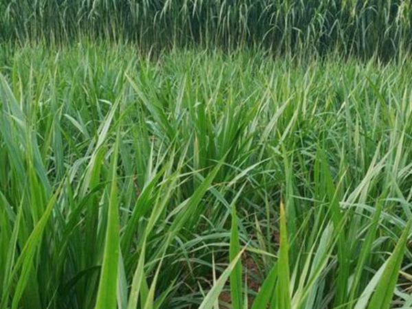 皇竹草種植經(jīng)濟效益有哪些？作用是什么？