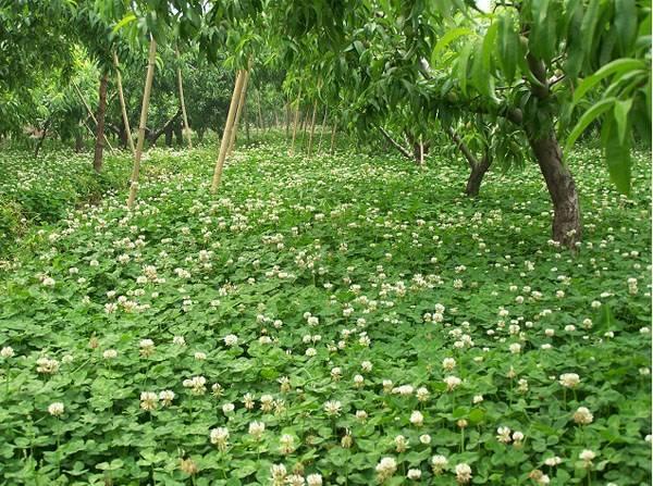 白三葉的種植技術(shù)，什么時(shí)候種植比較合適