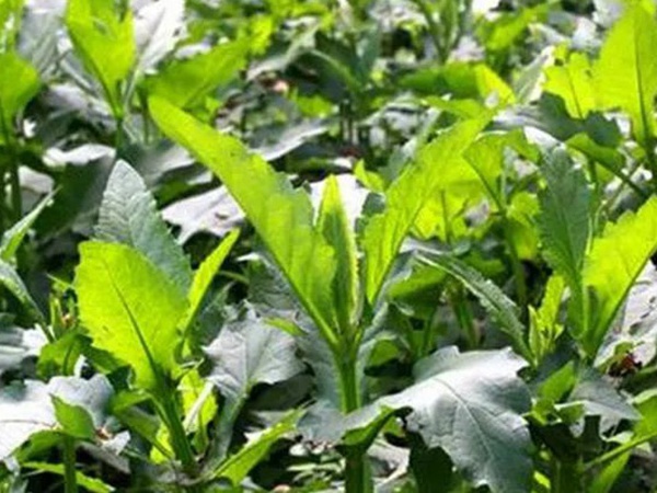串葉松香草的營養(yǎng)價值以及栽培技術(shù)介紹