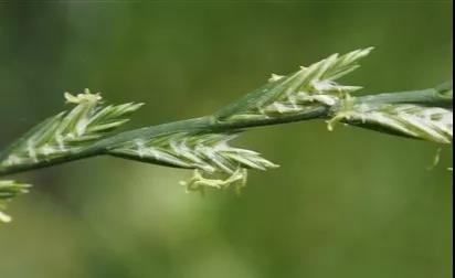 一年生黑麥草基本介紹，和多年生黑麥草有什么區(qū)別