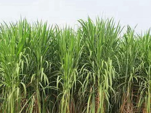 皇竹草種植經(jīng)濟效益有哪些？作用是什么？