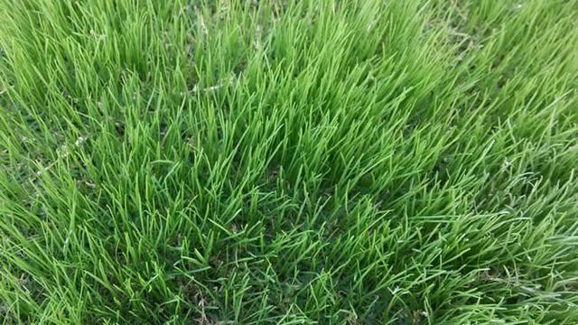 一年生黑麥草種植技術(shù)與播種方法