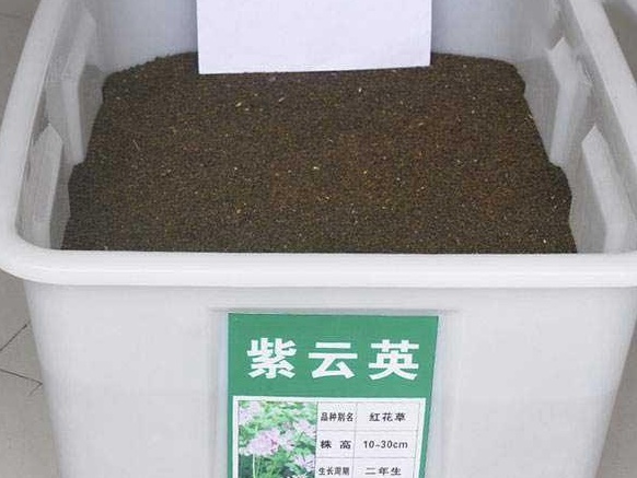 紫云英栽培技術(shù)以及田間管理方法