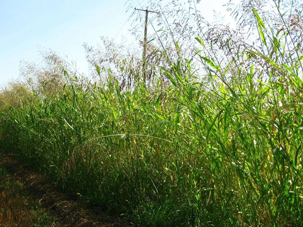 蘇丹草喂牛一畝可養(yǎng)幾頭牛，種植技術(shù)要點是什么