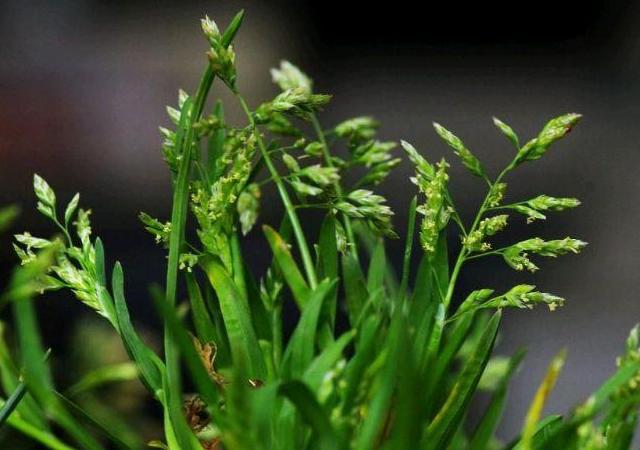 優(yōu)質(zhì)草坪草早熟禾的技術(shù)特點，種植養(yǎng)護(hù)有幾個要點