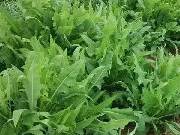 苦荬菜的栽培技術(shù)與播種方法