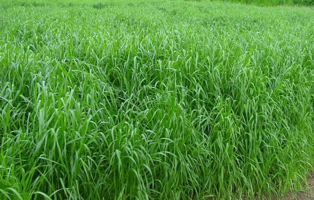 一年生黑麥草種植技術(shù)與播種方法
