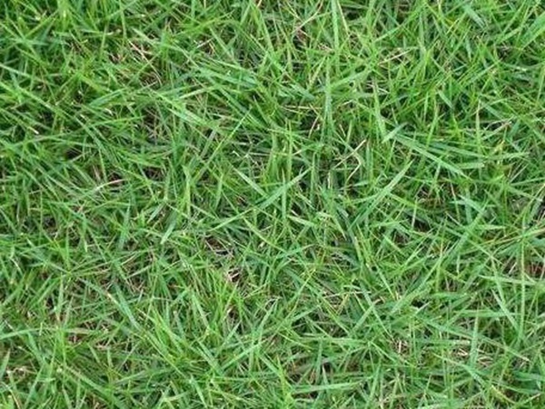 哪個公司有賣百慕大種子？種植后幾天可以發(fā)芽？
