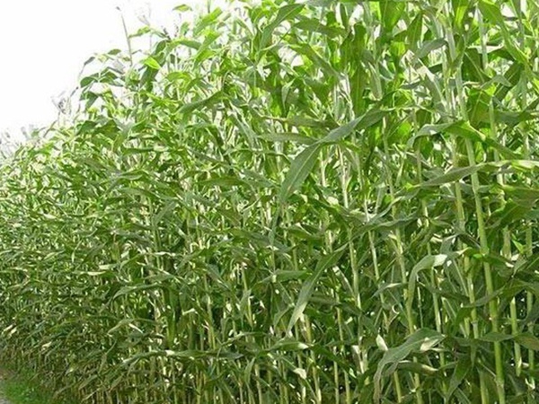 甜高粱的種植技術(shù)，種植需要注意什么