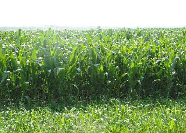 優(yōu)質(zhì)牧草——高丹草，種植高丹草種子如何高產(chǎn)？