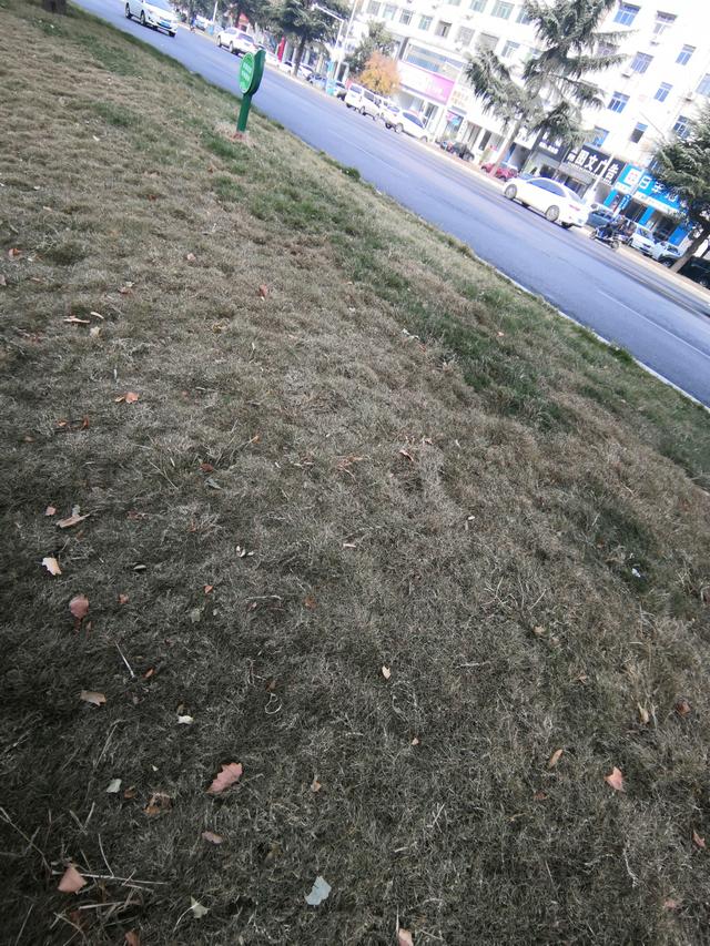 狗牙根草坪的養(yǎng)護管理措施都在這了