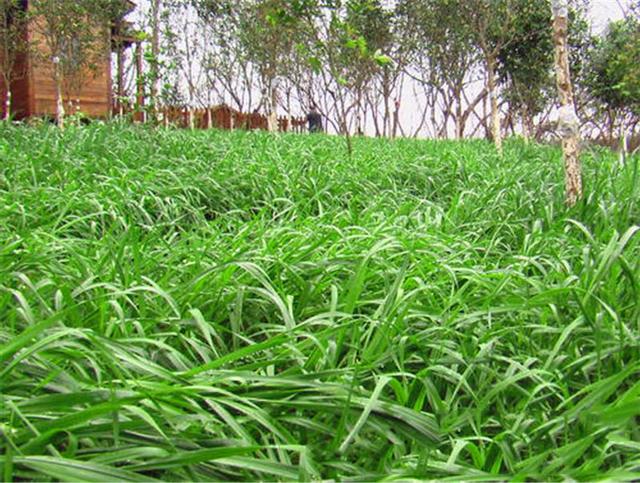 多年生黑麥草是什么？多年生黑麥草的種植方法是什么？