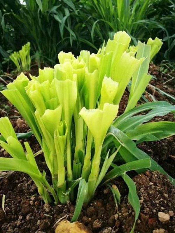 種植墨西哥玉米有這幾個(gè)要點(diǎn)，掌握好這幾個(gè)要點(diǎn)獲得高產(chǎn)量