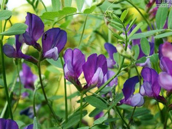 “牧草之王”紫花苜蓿怎么種植比較好，什么時候能種植比較合適？