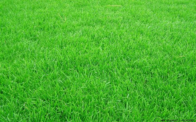 牧草種子——黑麥草什么季節(jié)播種比較好