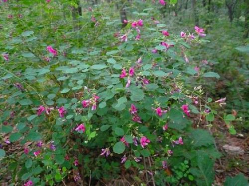 胡枝子的種植技術(shù)介紹，什么時候播種最佳？