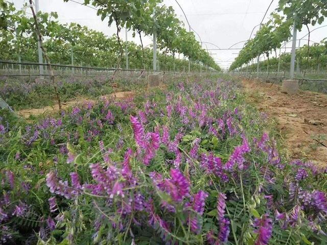 毛苕子的種植技術(shù)介紹以及播種時間