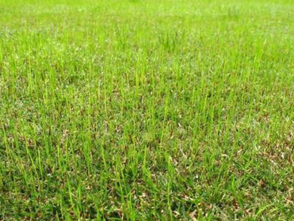 野牛草種植技術(shù)以及養(yǎng)護(hù)管理方法有哪些