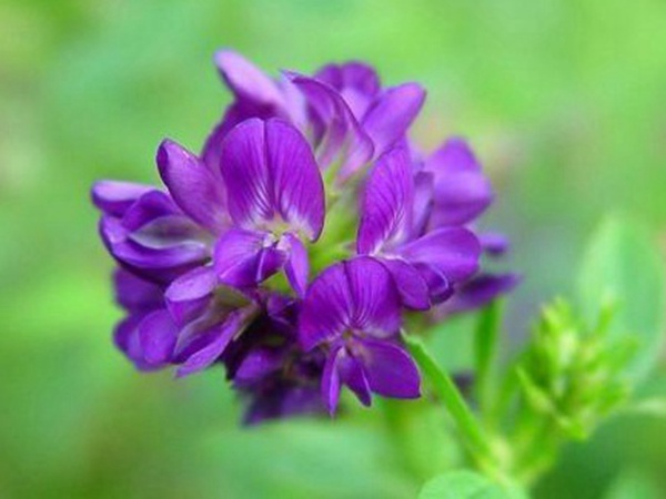 “牧草之王”紫花苜蓿怎么種植比較好，什么時候能種植比較合適？