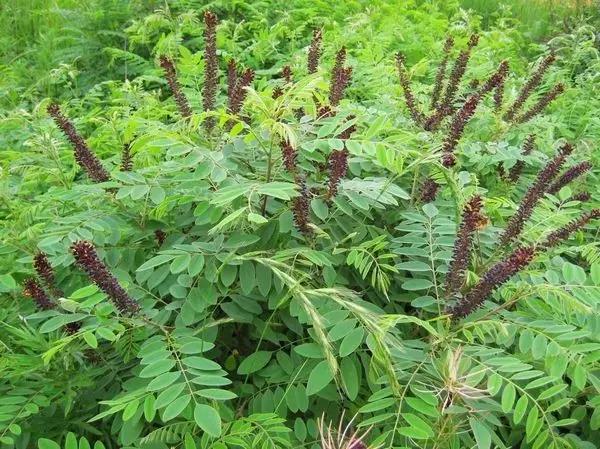 紫穗槐種子的種植方法與管理技術(shù)