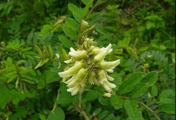 常綠灌木種子—山毛豆形態(tài)特征以及播種時(shí)間