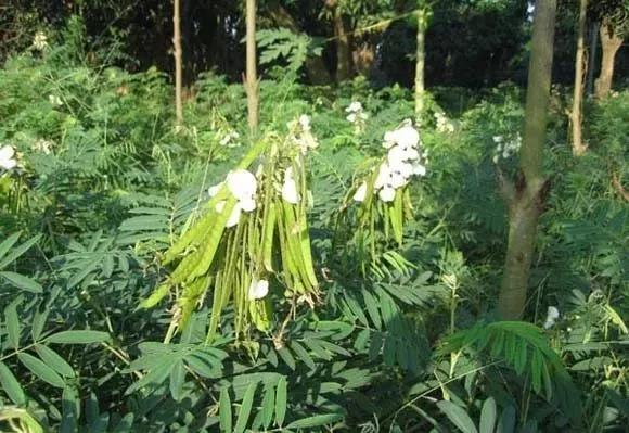 常綠灌木種子—山毛豆形態(tài)特征以及播種時(shí)間