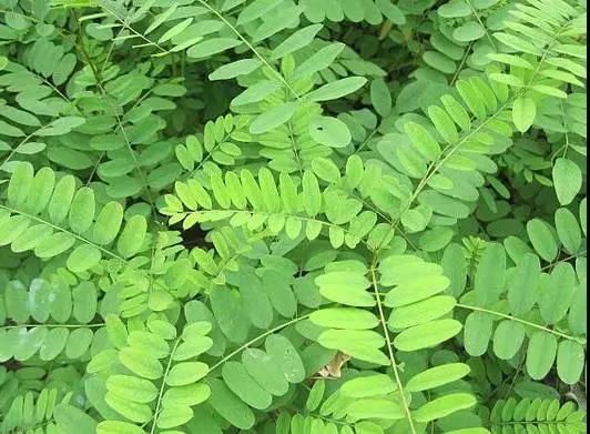 紫穗槐種子的種植方法與管理技術(shù)