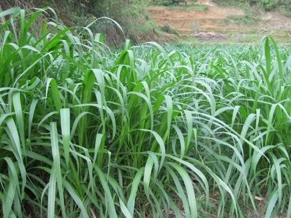 皇竹草種植方法？多少度下適合播種？