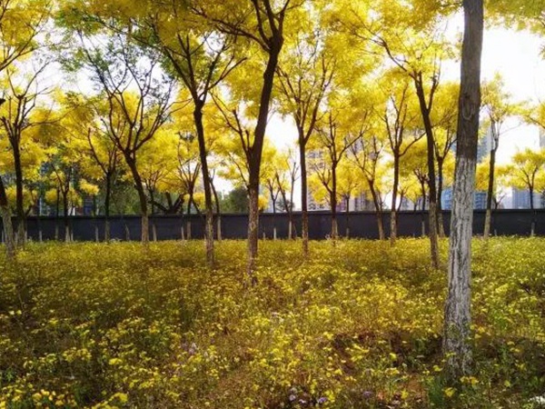 苦荬菜簡(jiǎn)單介紹與營(yíng)養(yǎng)價(jià)值