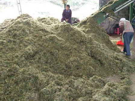 皇竹草可以養(yǎng)豬嗎？皇竹草牧草種子優(yōu)點(diǎn)有哪些？