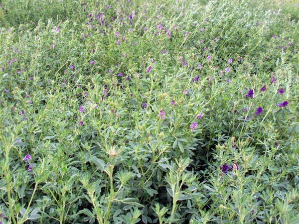 高品質(zhì)紫花苜蓿牧草種子——阿爾岡金