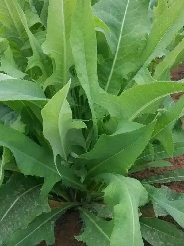 苦荬菜的栽培技術(shù)與播種方法