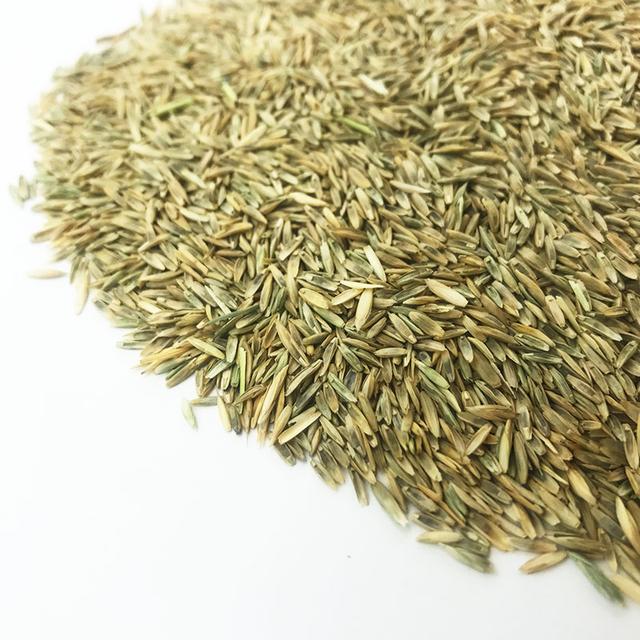 優(yōu)質(zhì)牧草種黑麥草，生長速度快，產(chǎn)量高，畜牧愛吃