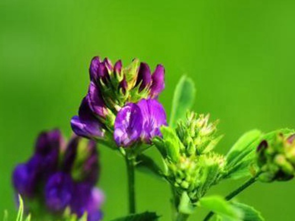“牧草之王”紫花苜蓿怎么種植比較好，什么時候能種植比較合適？