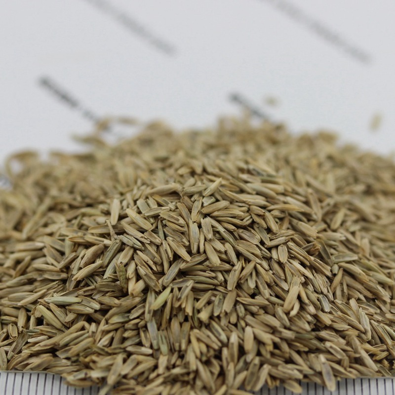 多年生黑麥草栽培技術(shù)與管理方法