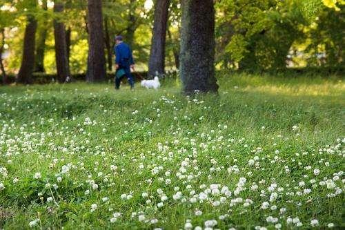白三葉的種植技術(shù)，什么時(shí)候種植比較合適