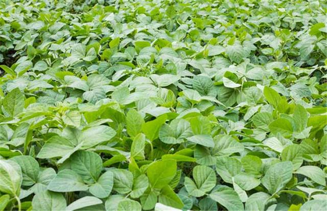 黑豆如何種植？種植方法是什么？有什么需要注意的？