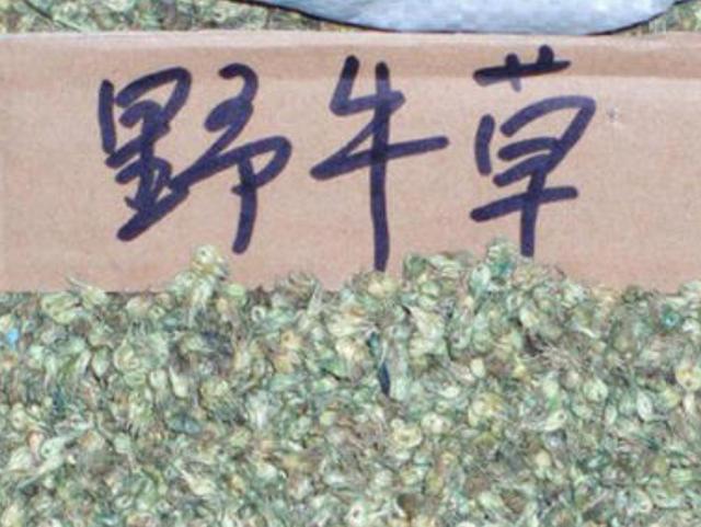 野牛草種植技術(shù)以及養(yǎng)護(hù)管理方法有哪些