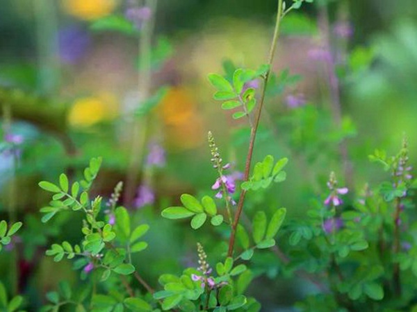 「每日一植」馬棘植物形態(tài)以及生長環(huán)境
