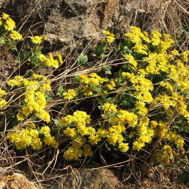 黃菊花
