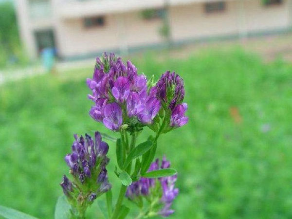 “牧草之王”紫花苜蓿怎么種植比較好，什么時候能種植比較合適？