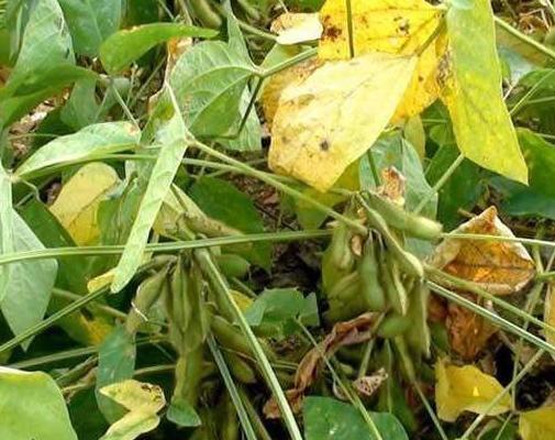 黑豆種植方法有哪些？什么時候播種比較合適？
