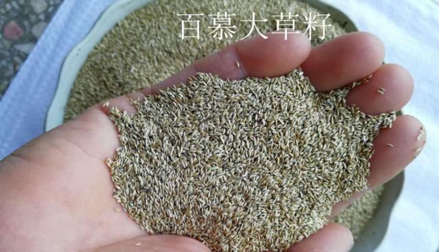 百慕大草坪經(jīng)濟(jì)價(jià)值以及播種管理技術(shù)