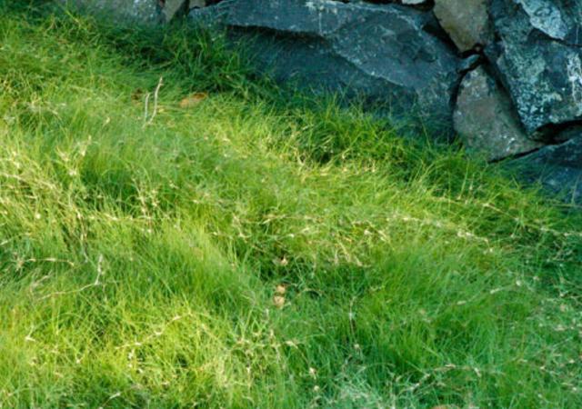 野牛草種植技術(shù)以及養(yǎng)護(hù)管理方法有哪些