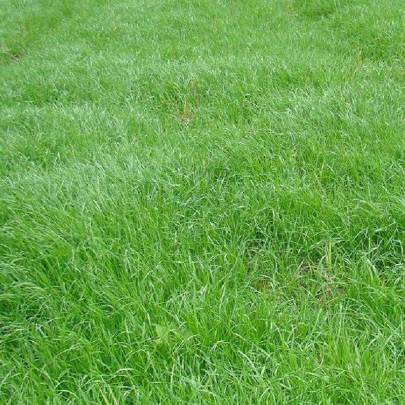 一年生黑麥草種植技術(shù)在苜蓿種植中的應(yīng)用