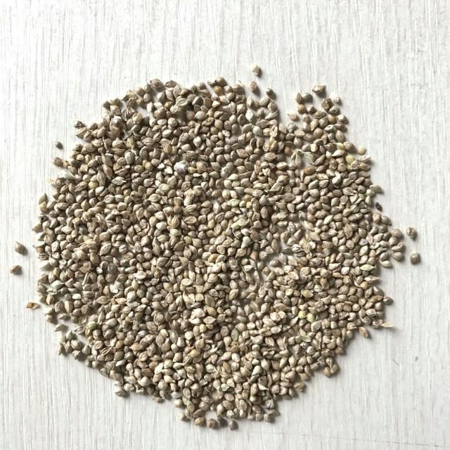 種植小米草的優(yōu)勢(shì)在哪里？養(yǎng)殖小龍蝦怎么樣？