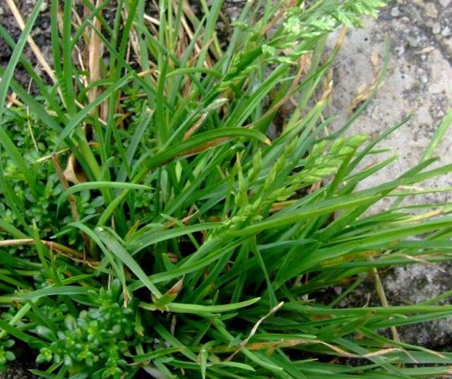 早熟禾優(yōu)質(zhì)的草坪草——早熟禾牧草種子